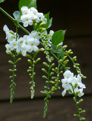White Sky Flower, Golden Dewdrop, Duranta erecta 'Alba'
